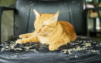 Guide för att reparera kattklösmärken